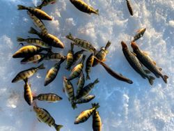 Three American yellow perch and northern pike caught in ON