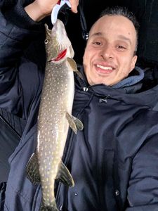 Chain Pickerel fish caught in ON