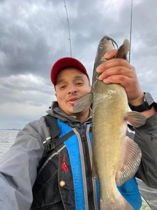 A huge white catfish caught while fishing in Ottawa