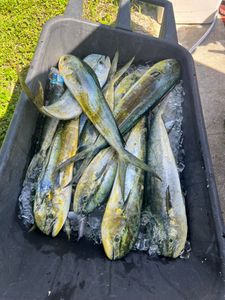 5 Great Barracuda fish caught on cruises and fishing trips in FL