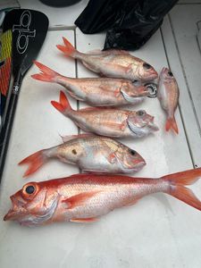 6 fish caught during cruises and fishing trip in Pompano Beach