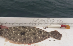 Summer Flounder caught while fishing in FL