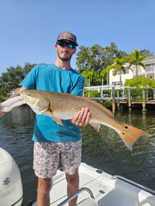 Red drum Trophy in Sarasota Fishing Trips