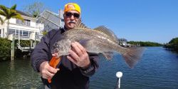 Angler catches a 26-inch Black Drum in Sarasota