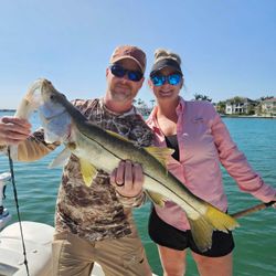 Snook fish caught in Sarasota, Florida