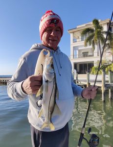 A lone snook fish caught fishing in Sarasota