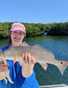 Redfish caught in Sarasota