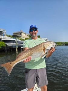 Redfish caught in Sarasota, Florida