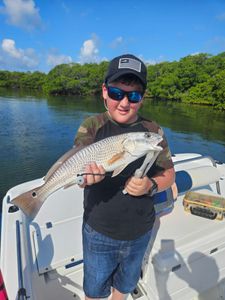 A photo of a large, red redfish caught in Sarasota.