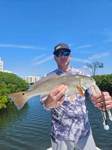 Photograph of a 26-inch redfish caught while fishing in Sarasota