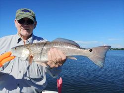 Redfish caught in Sarasota, Florida
