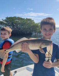 Redfish caught in Sarasota, Florida