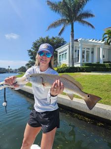 A redfish, a type of fish, caught in Sarasota