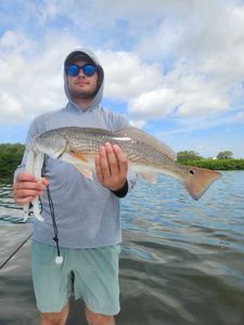 Redfish caught in Sarasota