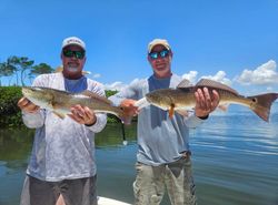 Two redfish caught while fishing in Sarasota
