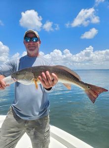 A redfish caught in Sarasota while fishing