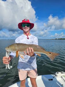 Redfish caught in Sarasota