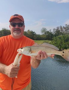 Redfish caught in Sarasota, Florida