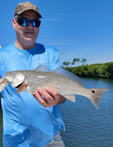 Redfish, 22 inches, caught in Sarasota