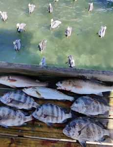 8 sheepshead, redfish, and spotted weakfish caught in Sarasota
