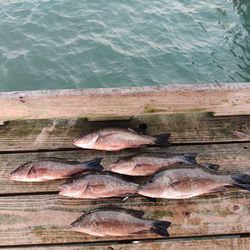 Rock bass and grey snapper fish caught in Sarasota