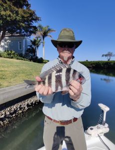 A fisherman catches a sheepshead fish in Sarasota