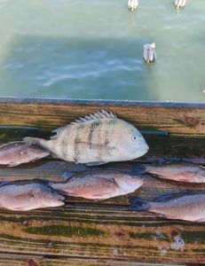 6 sheepshead fish caught in Sarasota, Florida