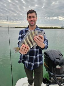 Sheepshead fish caught in FL