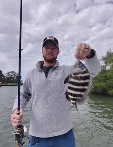 Sheepshead fish caught while fishing in FL