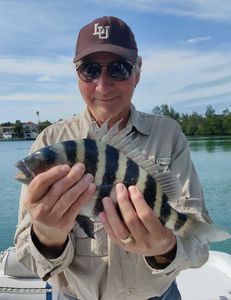 Sheepshead fish caught in Florida