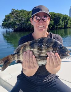 Sheepshead fish caught in FL