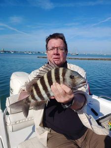 Sheepshead fish caught by angler in Sarasota