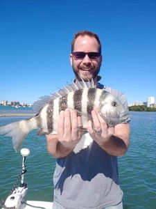 Sheepshead fish caught while fishing in Sarasota