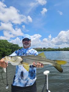 Snook, a 36-inch fish, caught while fishing in Sarasota