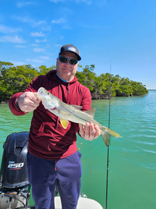 Beautiful Sarasota snook caught and ready for photos!