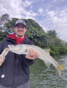 A single snook fish caught while fishing in Sarasota