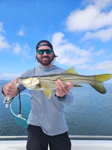 Snook fish caught while fishing in Sarasota