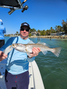 Beautiful speckled trout from Sarasota Florida waters!