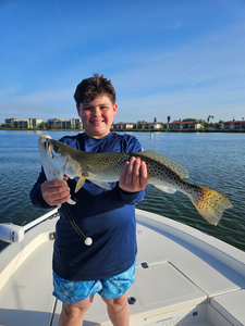 Beautiful speckled trout from Sarasota Florida waters!