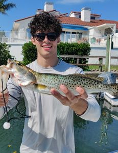 Spotted Weakfish caught during fishing trip in FL