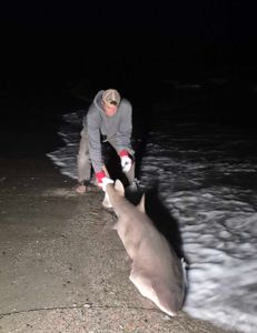 Angler holding a 32-inch Atlantic Sharpnose Shark caught while fishing in SC