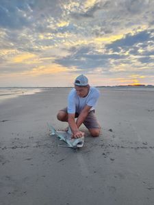 Shore fishing for sharks South Carolina