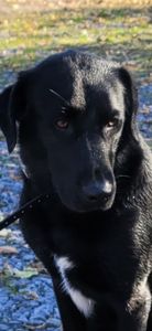 Black dog with wet fur sitting outdoors in Elma New York