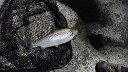 Brown trout caught in fishing net on rocky shore in Elma New York