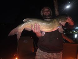 Channel catfish catch from night fishing in Elma New York