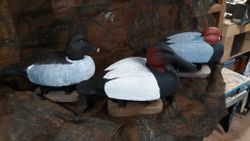 Duck decoys with painted plumage sitting on wooden bases in Elma New York