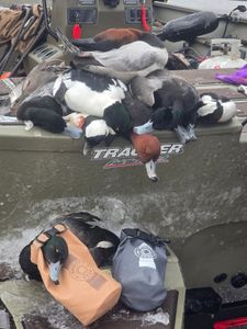 Successful duck hunting trip in Elma New York with mixed bag of waterfowl on boat deck