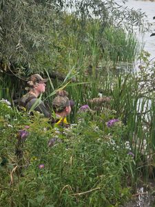 Two ducks swimming in marshy wetland vegetation with purple wildflowers in Elma New York