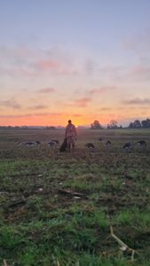 Sunset view over open field with scattered rocks and trees in Elma New York