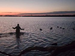 Silhouetted figure standing in lake water at sunset with waterfowl swimming nearby in Elma New York
